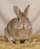 Lapins