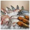 Poissons et aquaculture