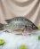 Poisson frais