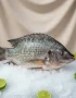 Poisson frais