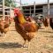 Poulet local vif AgriZandu